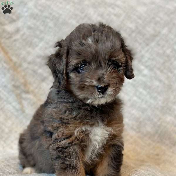 Tessa, Mini Aussiedoodle Puppy